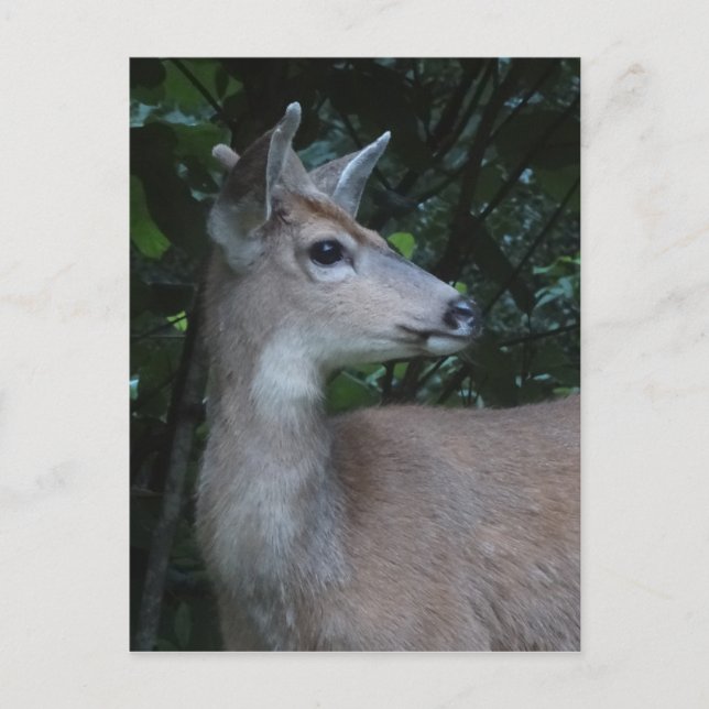 Carte Postale Young Black-Tailed Buck Postcard (Devant)