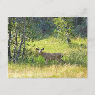 Carte Postale Young Buck en Yosemite, Californie
