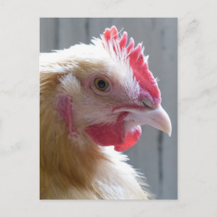Carte Postale Young Buff Orpington Heritage Chicken Roo
