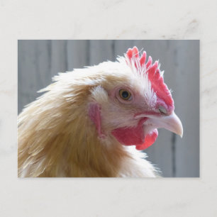 Carte Postale Young Buff Orpington Heritage Chicken Roo