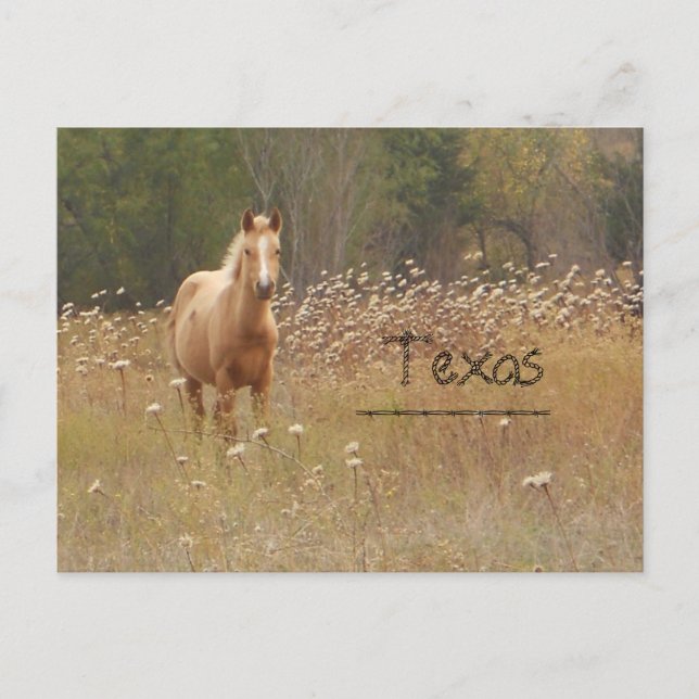 Carte postale Young Country Horse Texas (Devant)