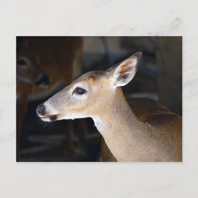 Carte Postale Young Homme Key Deer, Floride (Devant)