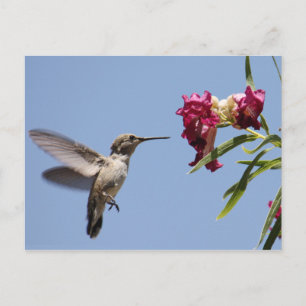 Carte postale Young Hummingbird