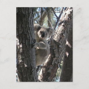 Carte Postale Young Koala, Geoffrey Bay, Magnetic Island
