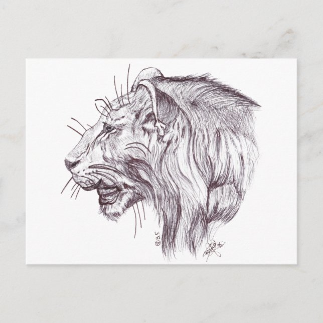 CARTE POSTALE YOUNG LION (Devant)