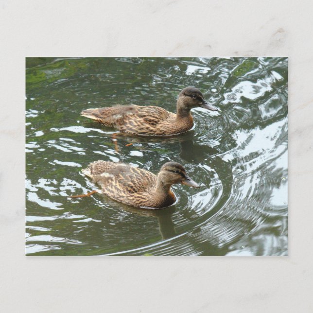 Carte Postale Young Mallard Ducks (Devant)