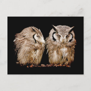 Carte Postale Young Owlets