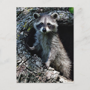 Carte Postale Young Raccoon