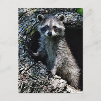 Carte Postale Young Raccoon