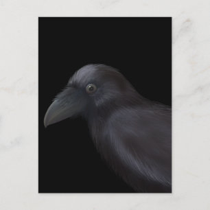 Carte Postale Young Raven