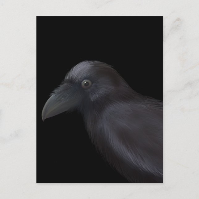 Carte Postale Young Raven (Devant)
