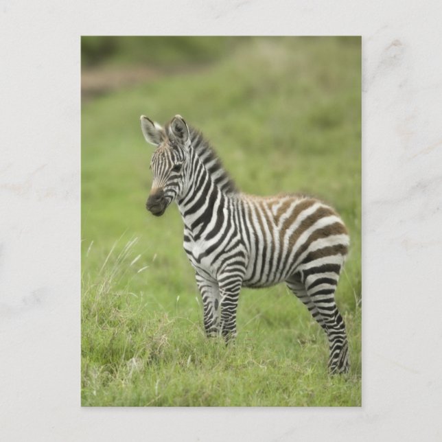 Carte Postale Young Zebra (Devant)