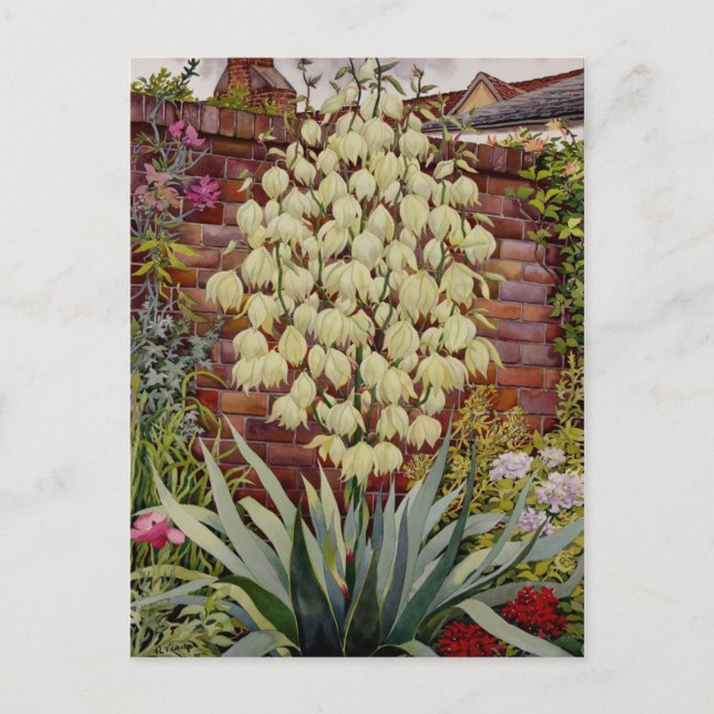 Carte Postale Yucca (Devant)
