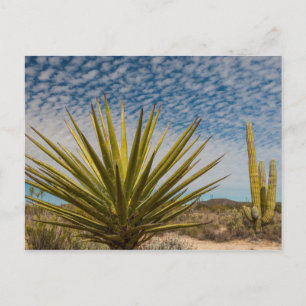 Carte Postale Yucca Dans Le Désert, Mexique