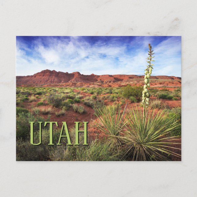 Carte Postale Yucca du désert de l'Utah (Devant)