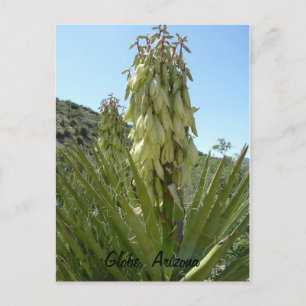 Carte Postale Yucca en fleurs