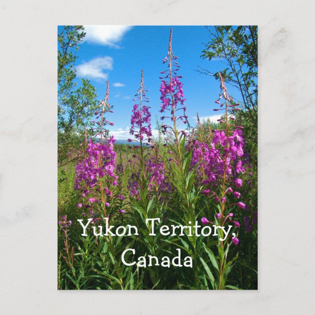 Carte Postale Yukon Fireweed (Devant)