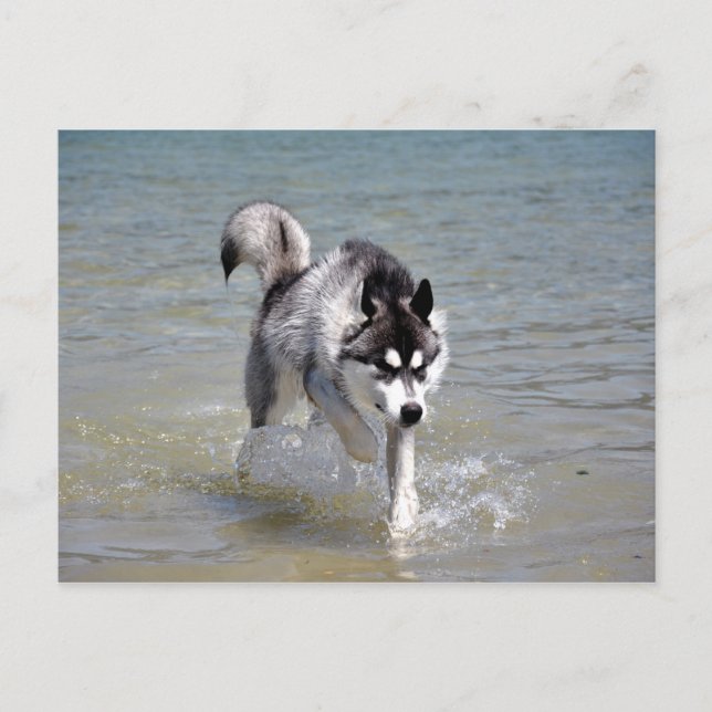 Carte Postale YukonWasser (Devant)