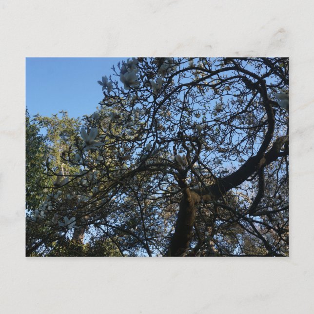 Carte postale Yulan Magnolia #3 (Devant)