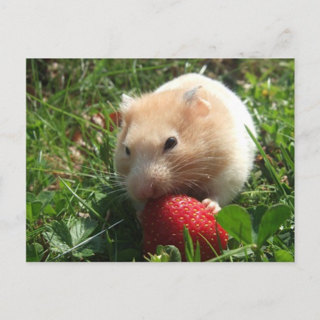Carte Postale Yummy Strawberry Hammie (Devant)