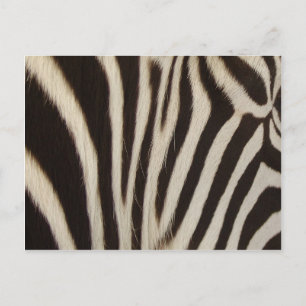 Carte Postale Z Stripes