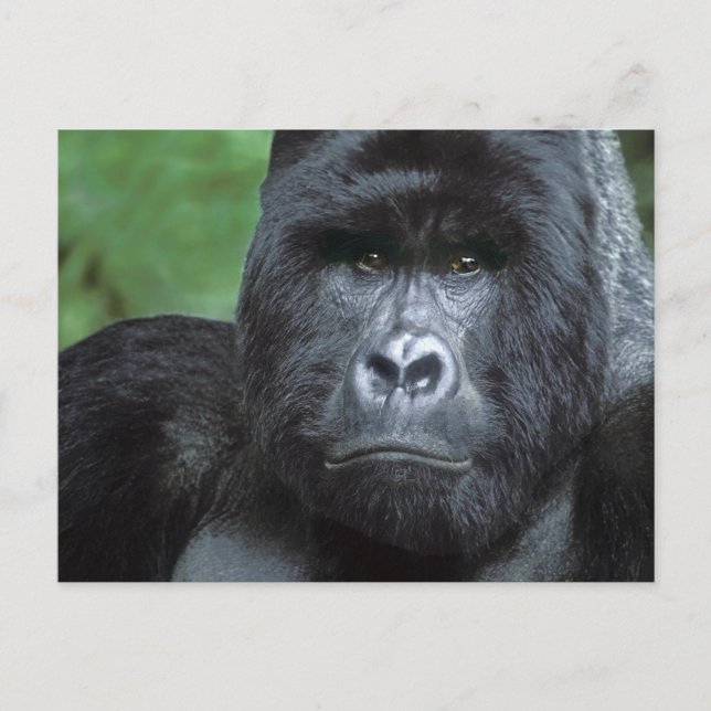 Carte Postale Zaïre, parc national des Virunga. Portrait de (Devant)