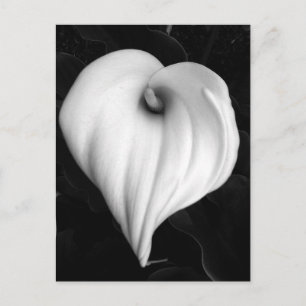 Carte Postale Zantedeschia en noir et blanc