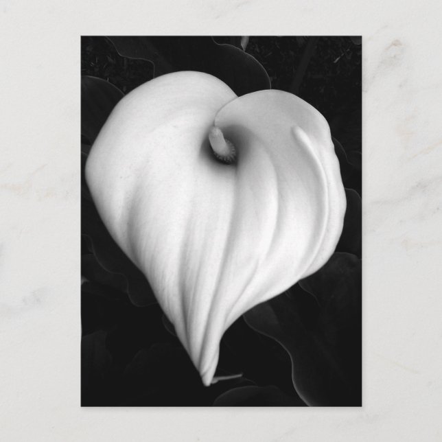 Carte Postale Zantedeschia en noir et blanc (Devant)