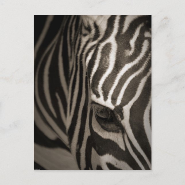 Carte Postale Zebra (Devant)