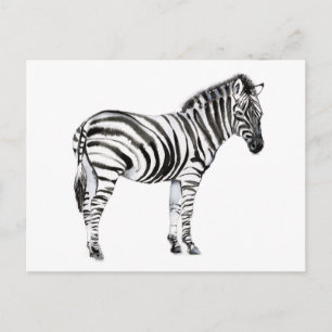 Carte Postale Zebra