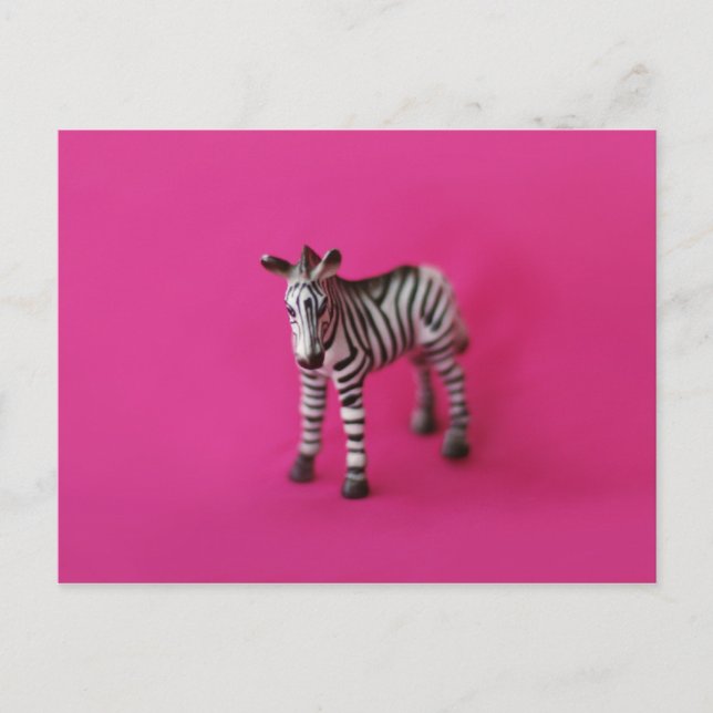 Carte postale ZEBRA (Devant)