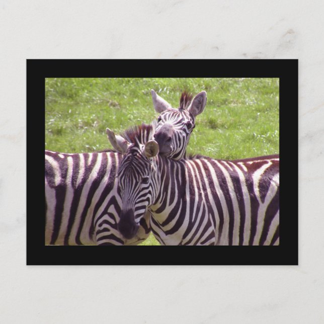 Carte postale Zebra (Devant)