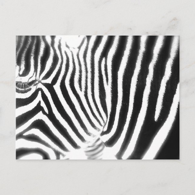 Carte postale Zebra (Devant)