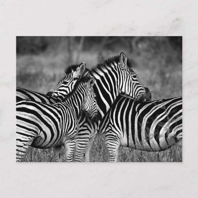 Carte Postale Zebra (Devant)