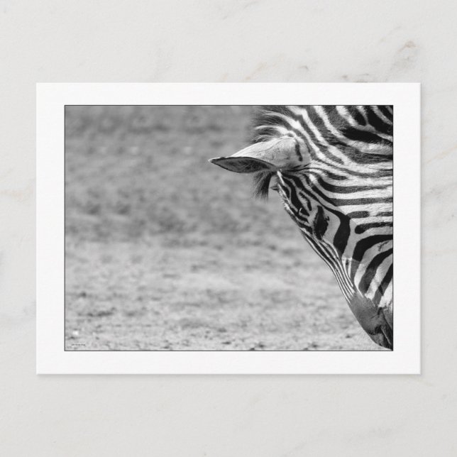 Carte postale Zebra (Devant)