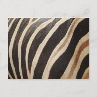 Carte postale Zebra