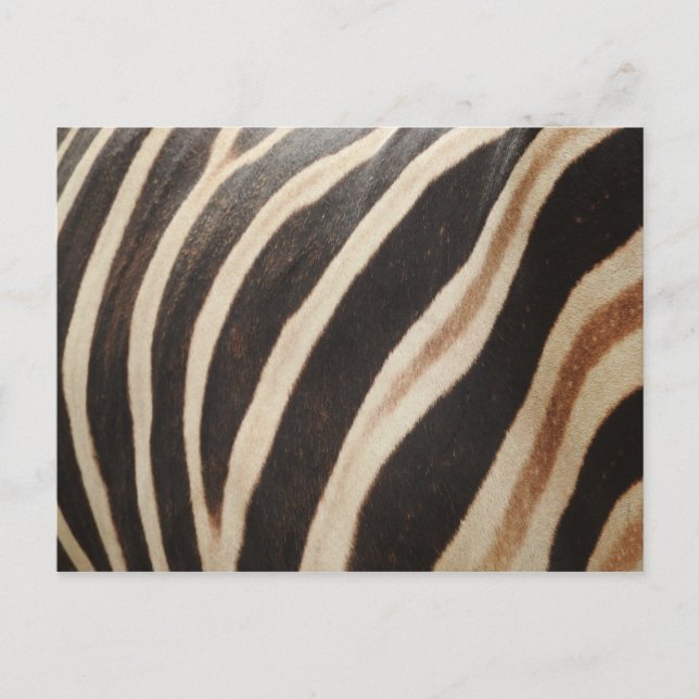 Carte postale Zebra (Devant)