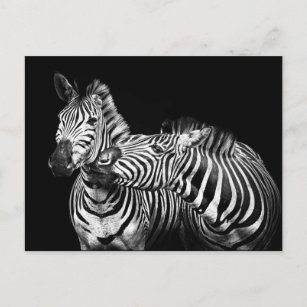 Carte Postale Zebra