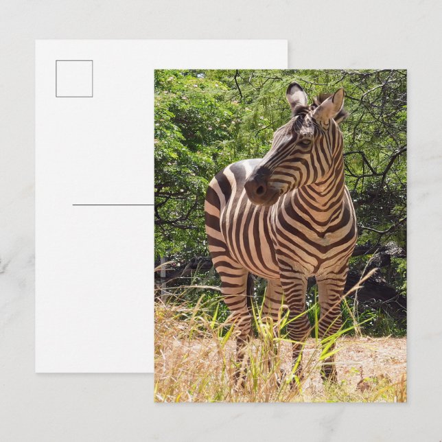 Carte postale Zebra (Devant / Derrière)