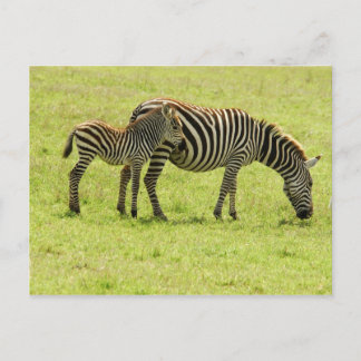 Carte postale Zebra
