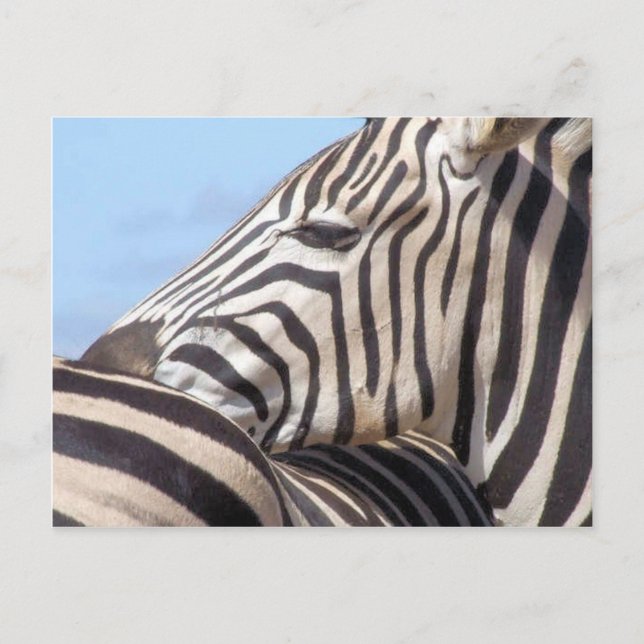 Carte postale Zebra (Devant)