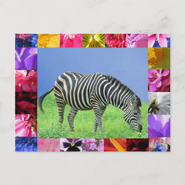 Carte postale Zebra (Devant)