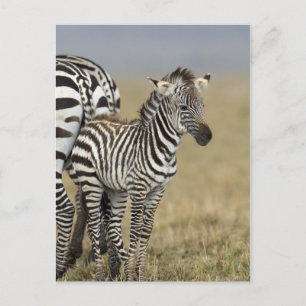 Carte Postale Zebra Baby