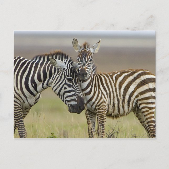 Carte Postale Zebra Baby (Devant)