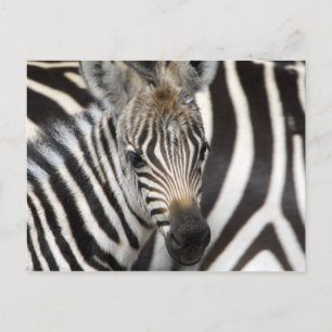 Carte Postale Zebra Baby