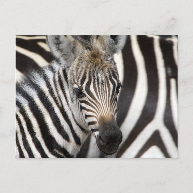 Carte Postale Zebra Baby (Devant)