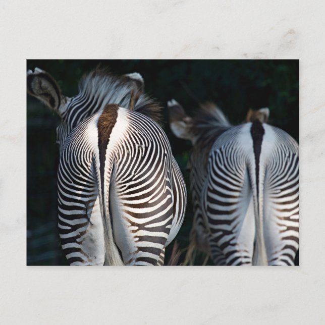 Carte Postale Zebra Butts Funny Wildlife (Devant)
