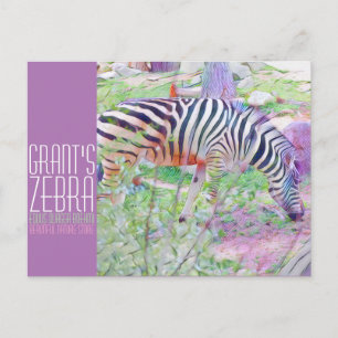 Carte Postale Zebra de Grant [Carte postale]