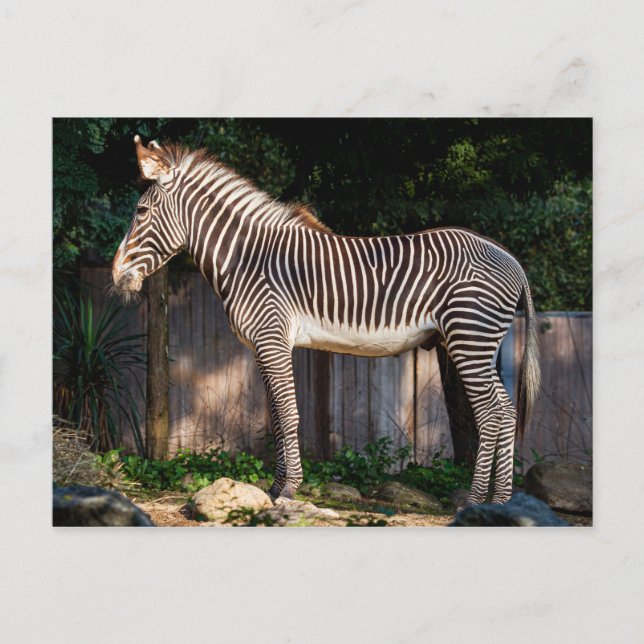 Carte postale Zebra de Grevy (Devant)