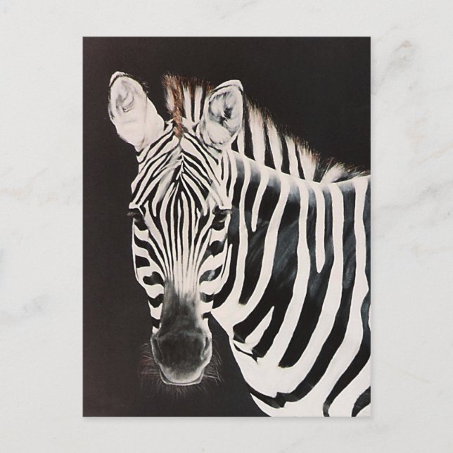 Carte Postale Zebra de Taylor (Devant)